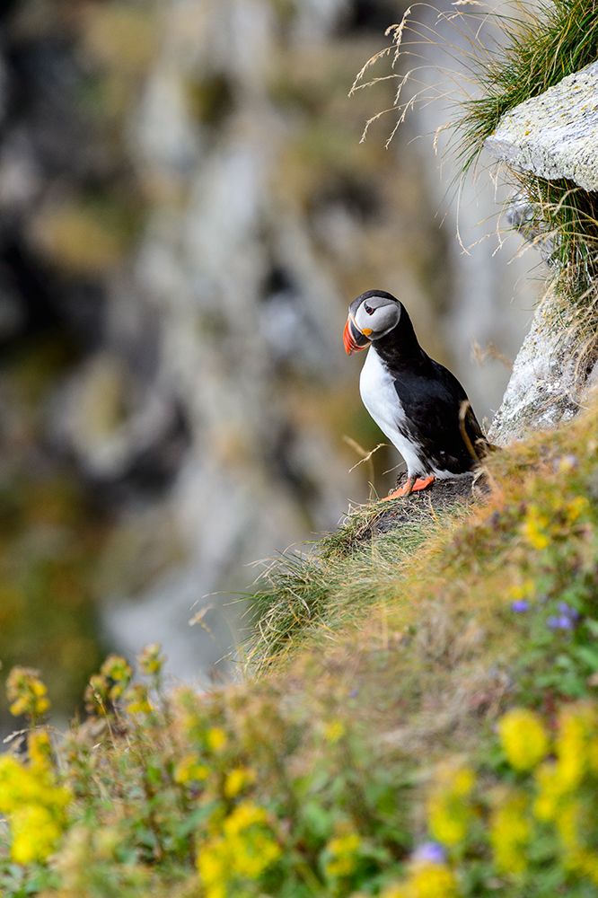 Norway-Finnmark-Loppa. Atlantic Puffin at their nesting cliffs.